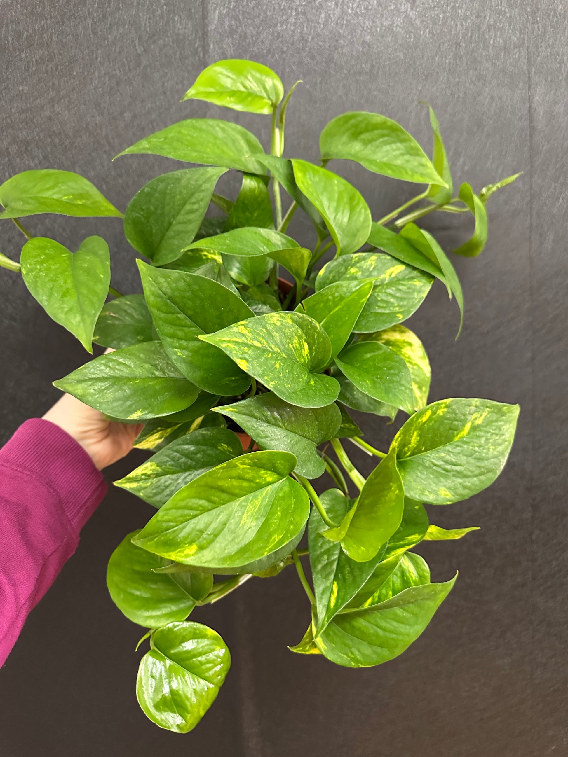 golden pothos stem Golden Pothos 6in – Blossom + Branch Houseplants