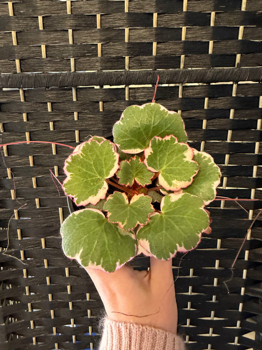 Strawberry Begonia TriColor 4in