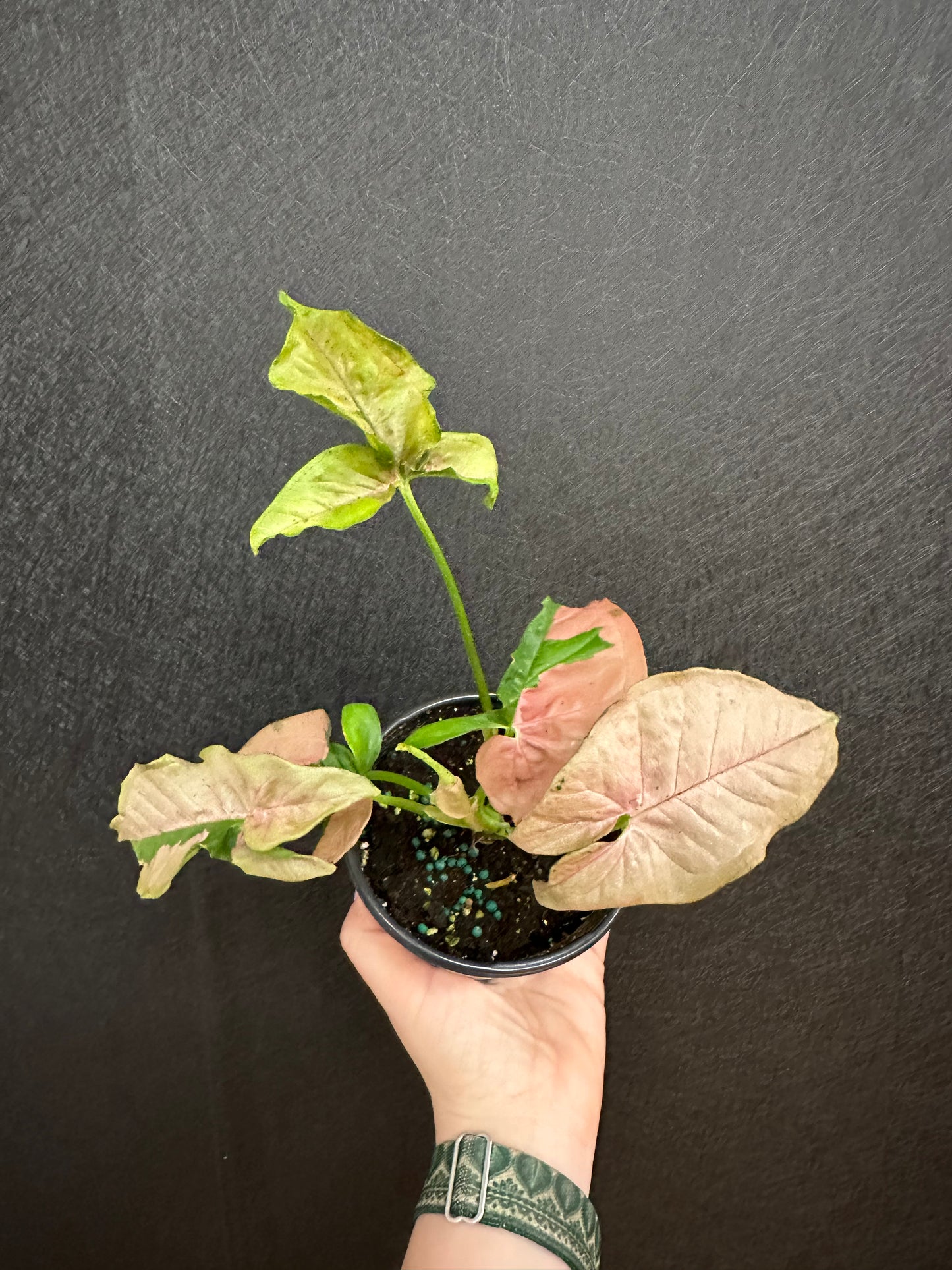 Pink Perfection Syngonium 4in