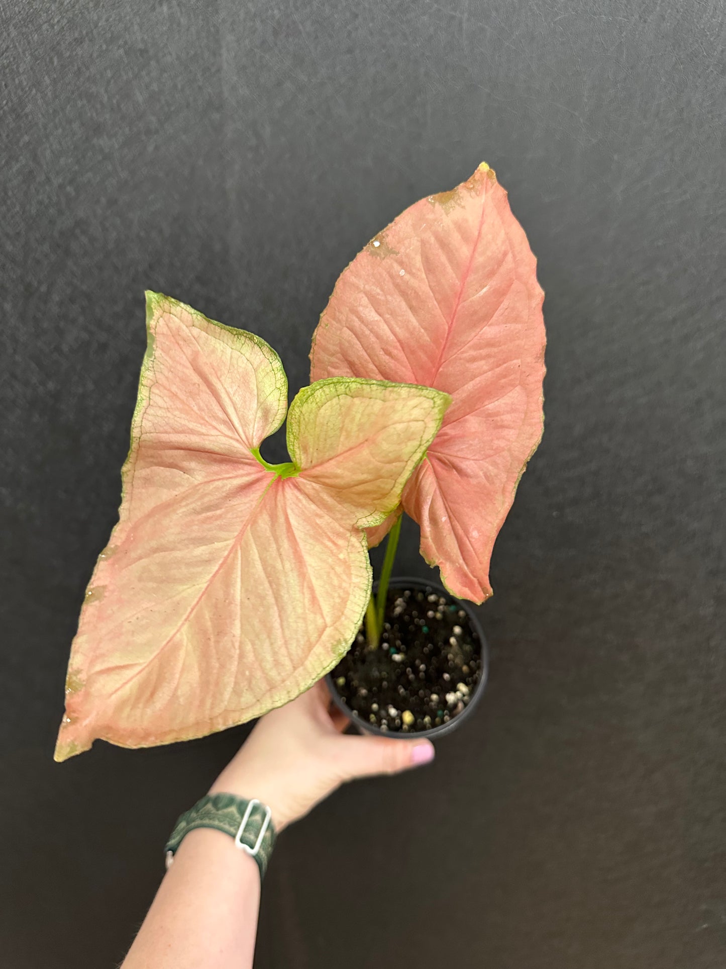 Pink Lava Syngonium 4in