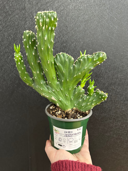 Opuntia Subulata Cactus 4in