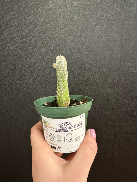 Peanut Frosted Cactus 2in