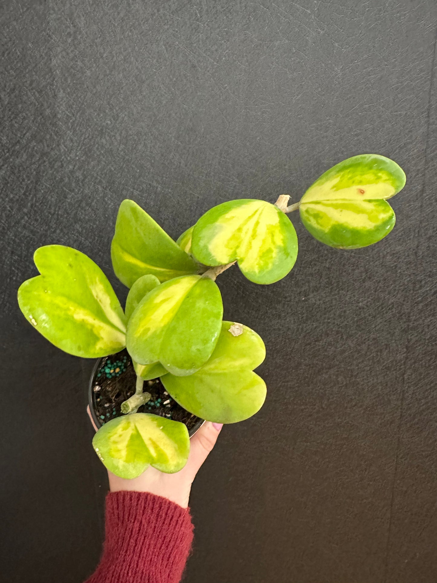 Kerri Heart Hoya, Variegated 4in
