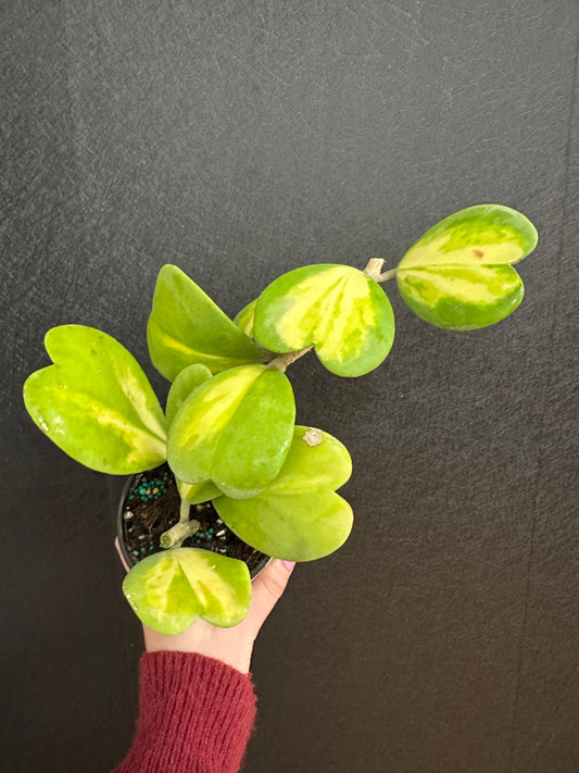 Kerri Heart Hoya, Variegated 4in