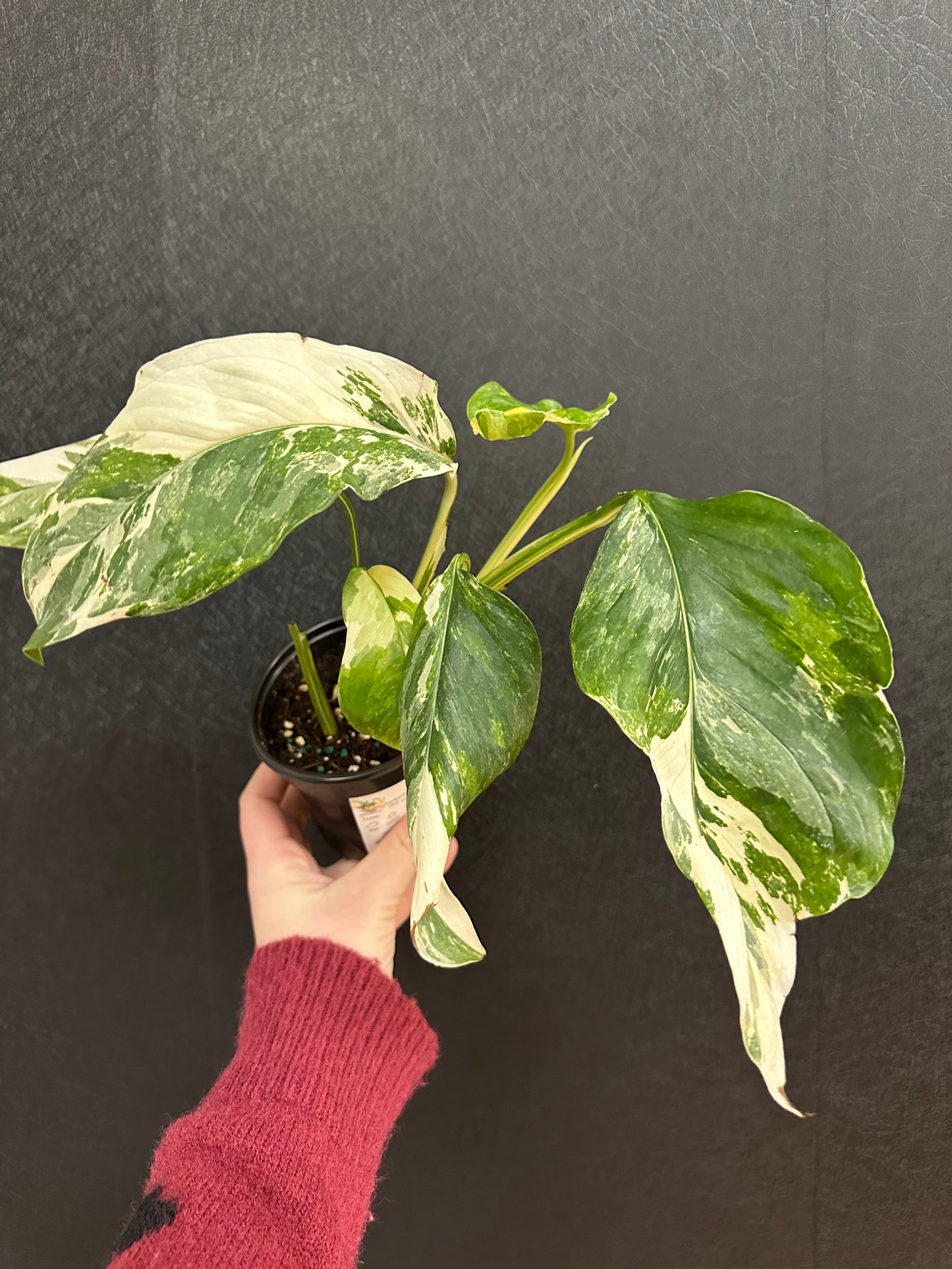 Lechleriana Albo, Var. Monstera 4in