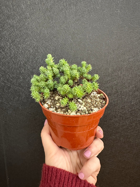 Joshua Tree 4in