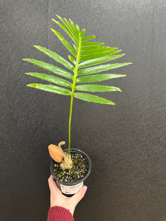 Mexican Cycad