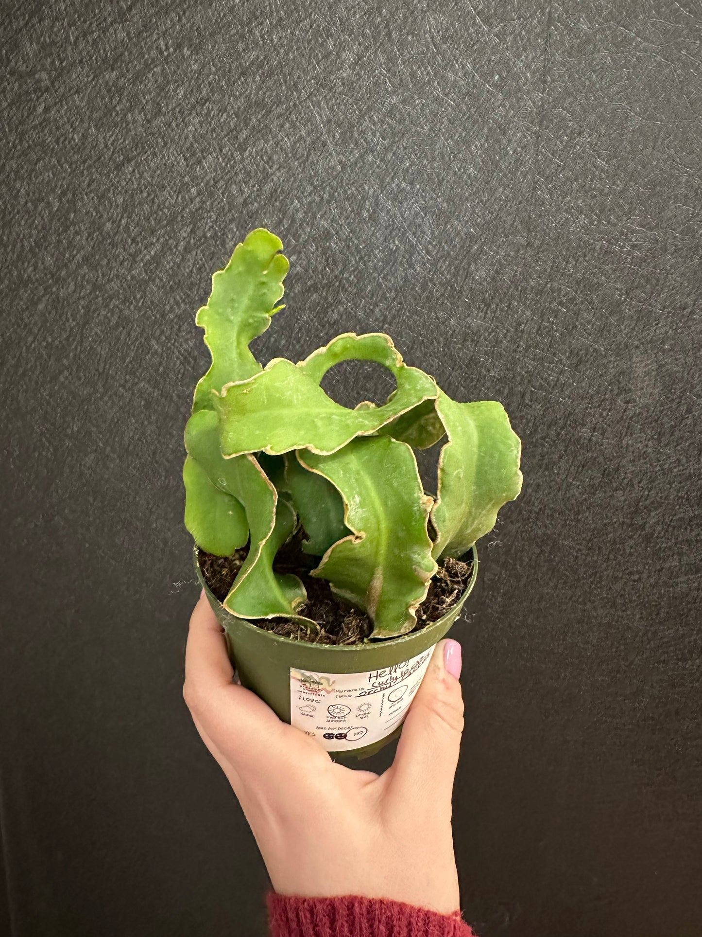 Curly Locks Orchid Cactus 4in