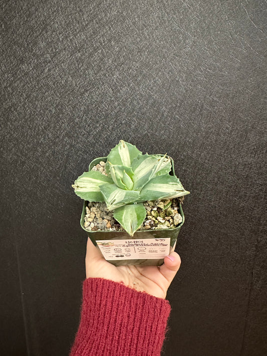 Butterfly Agave 4in