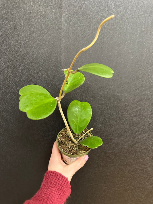 Kerri Hoya Vine, 4in