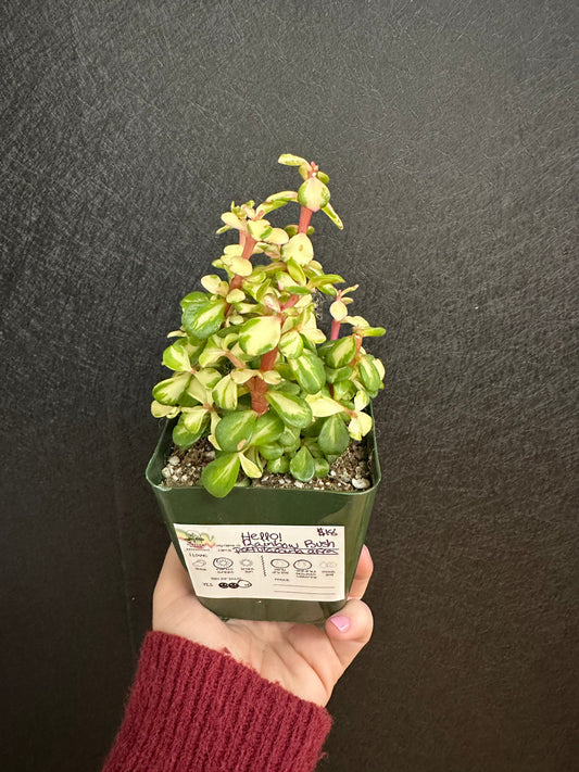 Rainbow Bush 4in