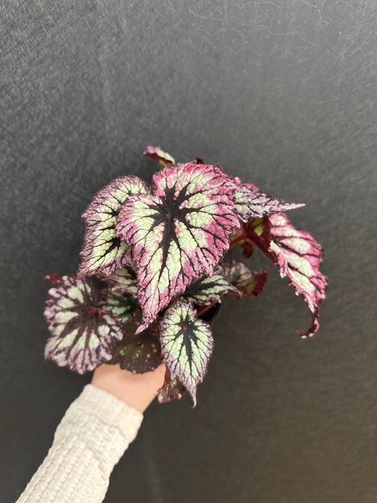 Fireworks Begonia 4in