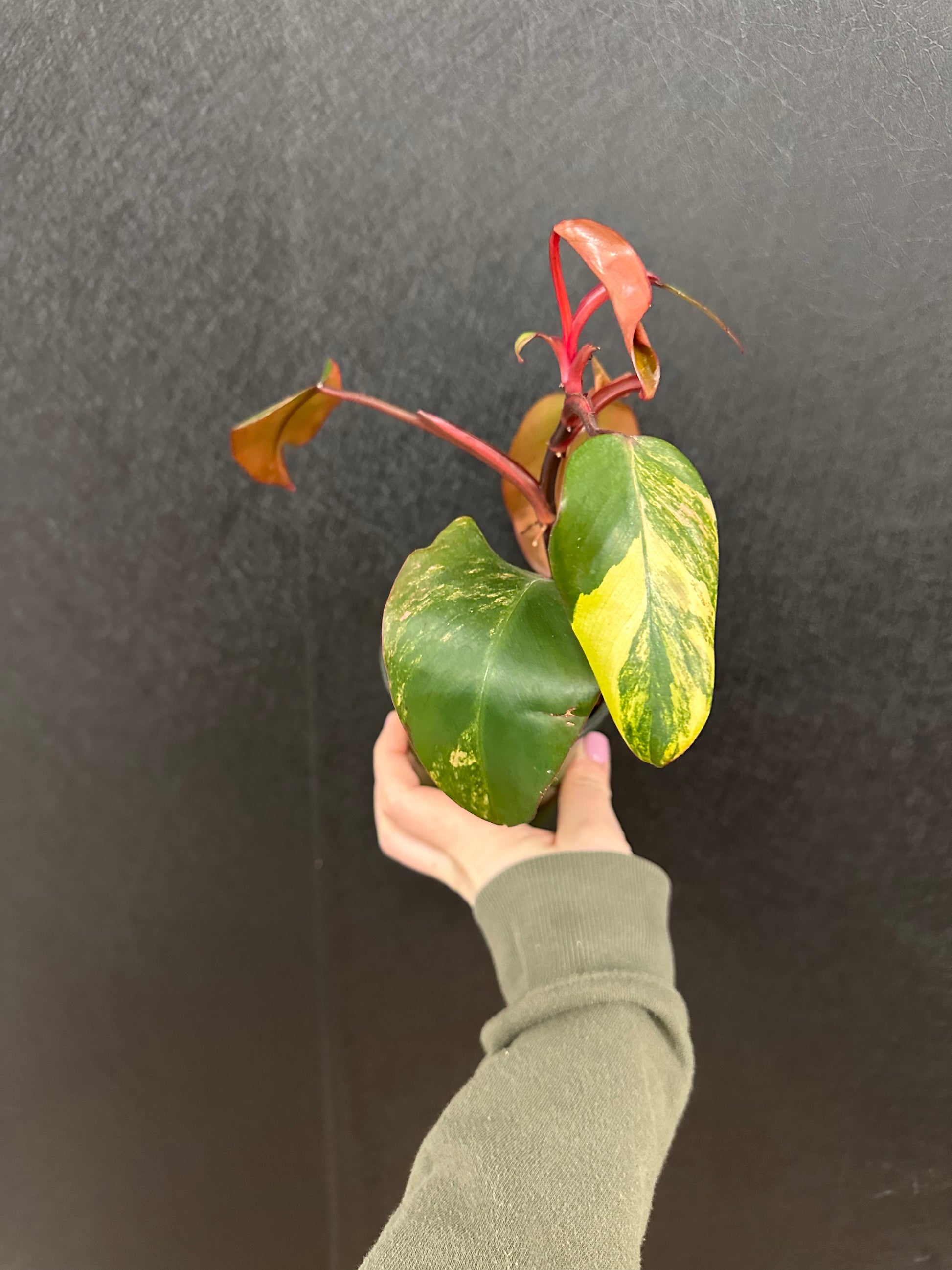 strawberry shake philodendron Strawberry Shake Philodendron 4in – Blossom + Branch Houseplants