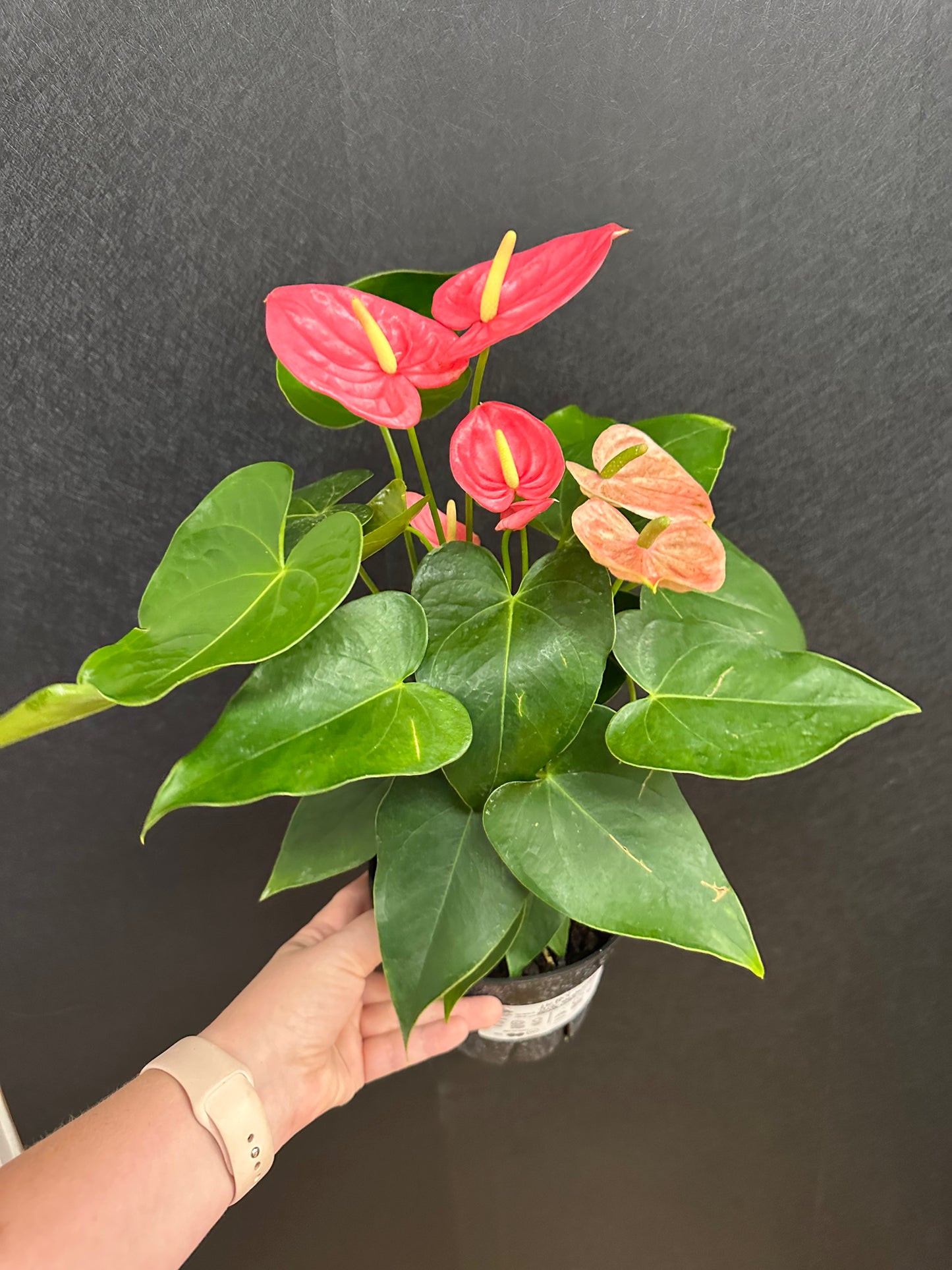 Pink Anthurium 6in