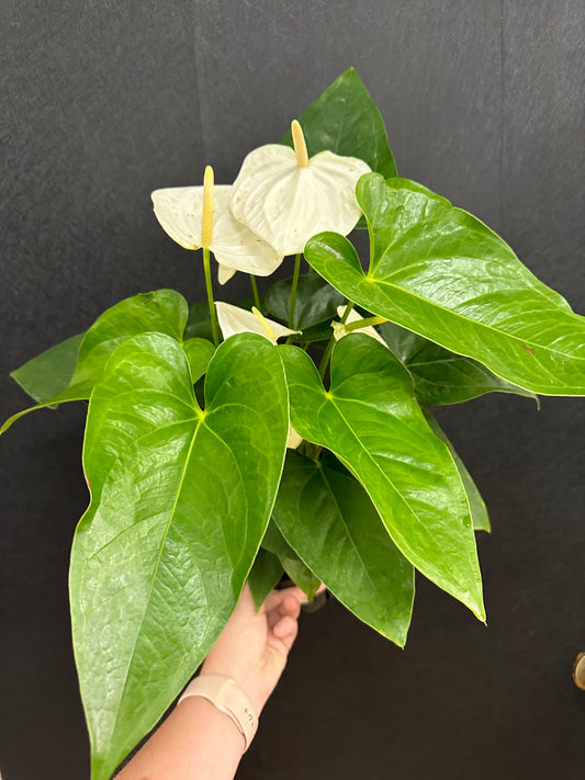 White Anthurium 6in