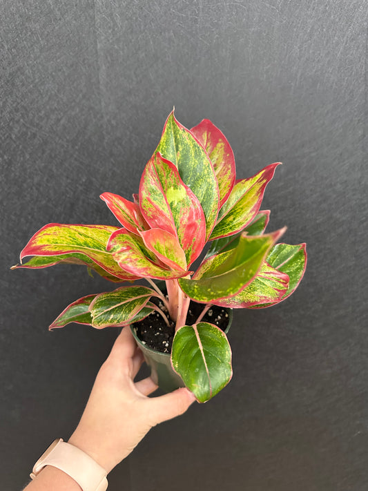 Jasper Jones Aglaonema 4in