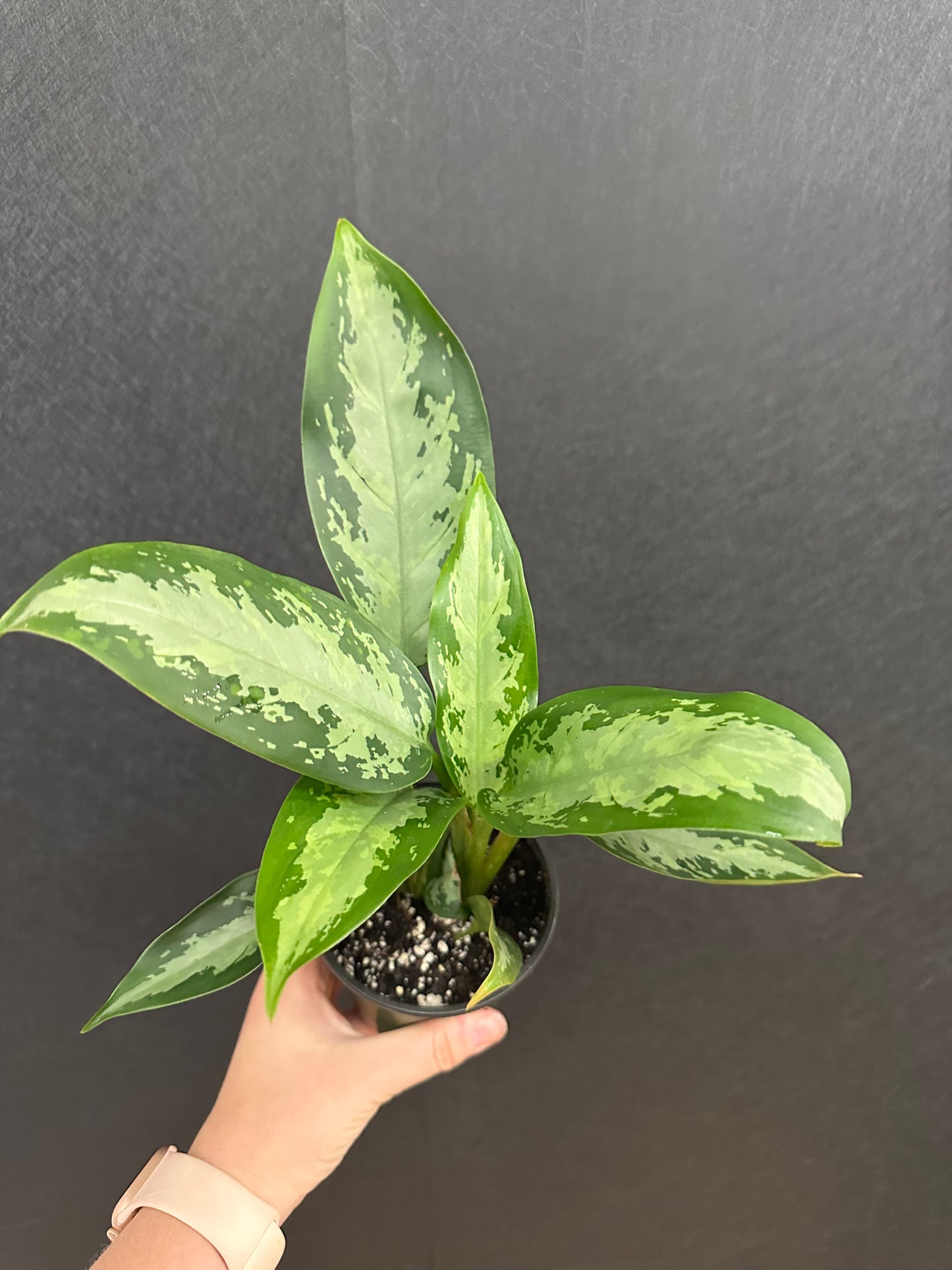 Jubilee Aglaonema 4in