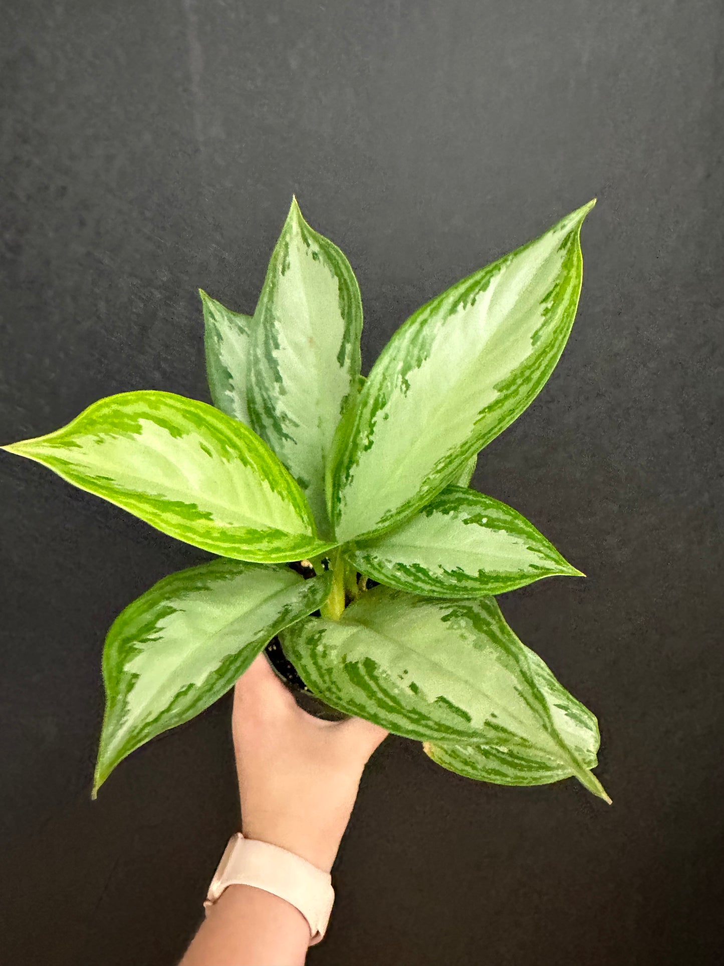 Silver Bay Aglaonema 6in