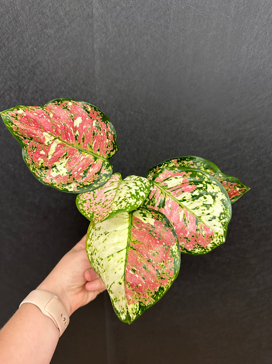 Tri Color Anyamanee Aglaonema 4in