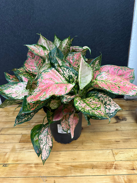 Pink Lady Aglaonema 8in