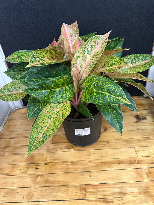 Pink Lady Aglaonema 2gallon