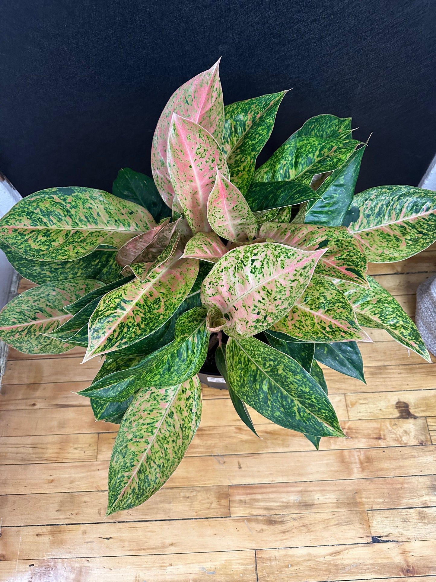 Pink Lady Aglaonema 2gallon