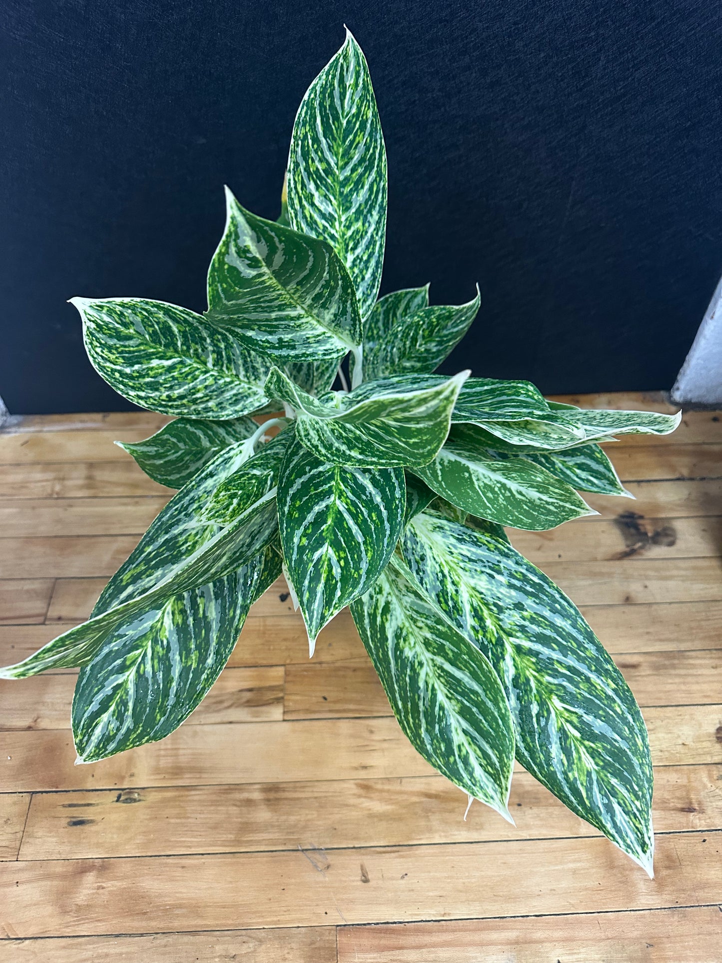 Golden Madonna Aglaonema 6in