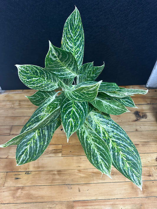 Golden Madonna Aglaonema 6in