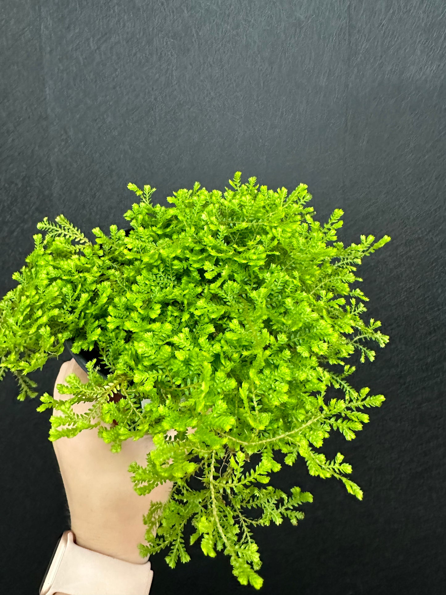 Club Moss 4in