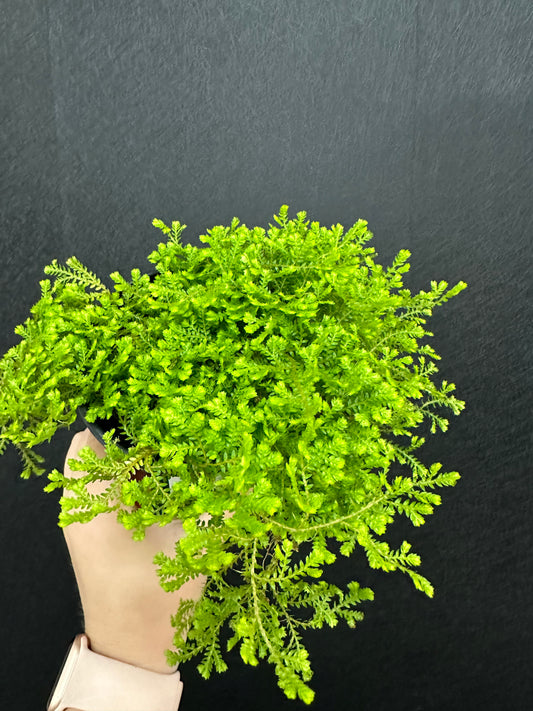 Club Moss 4in