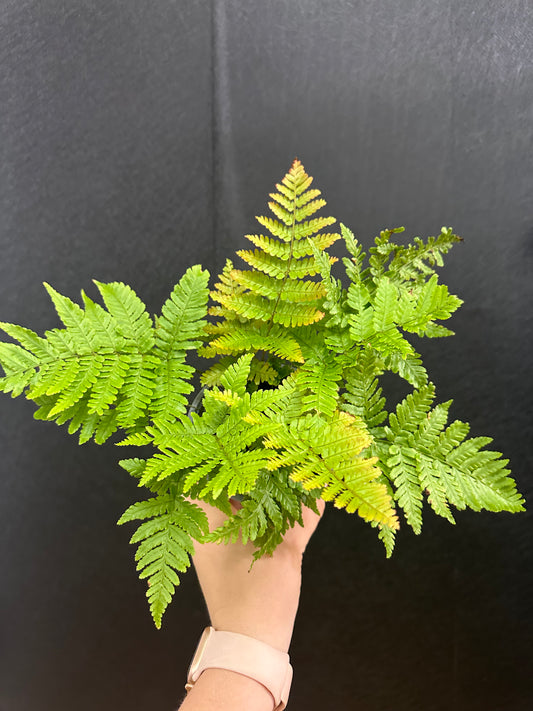 Autumn Fern 4in