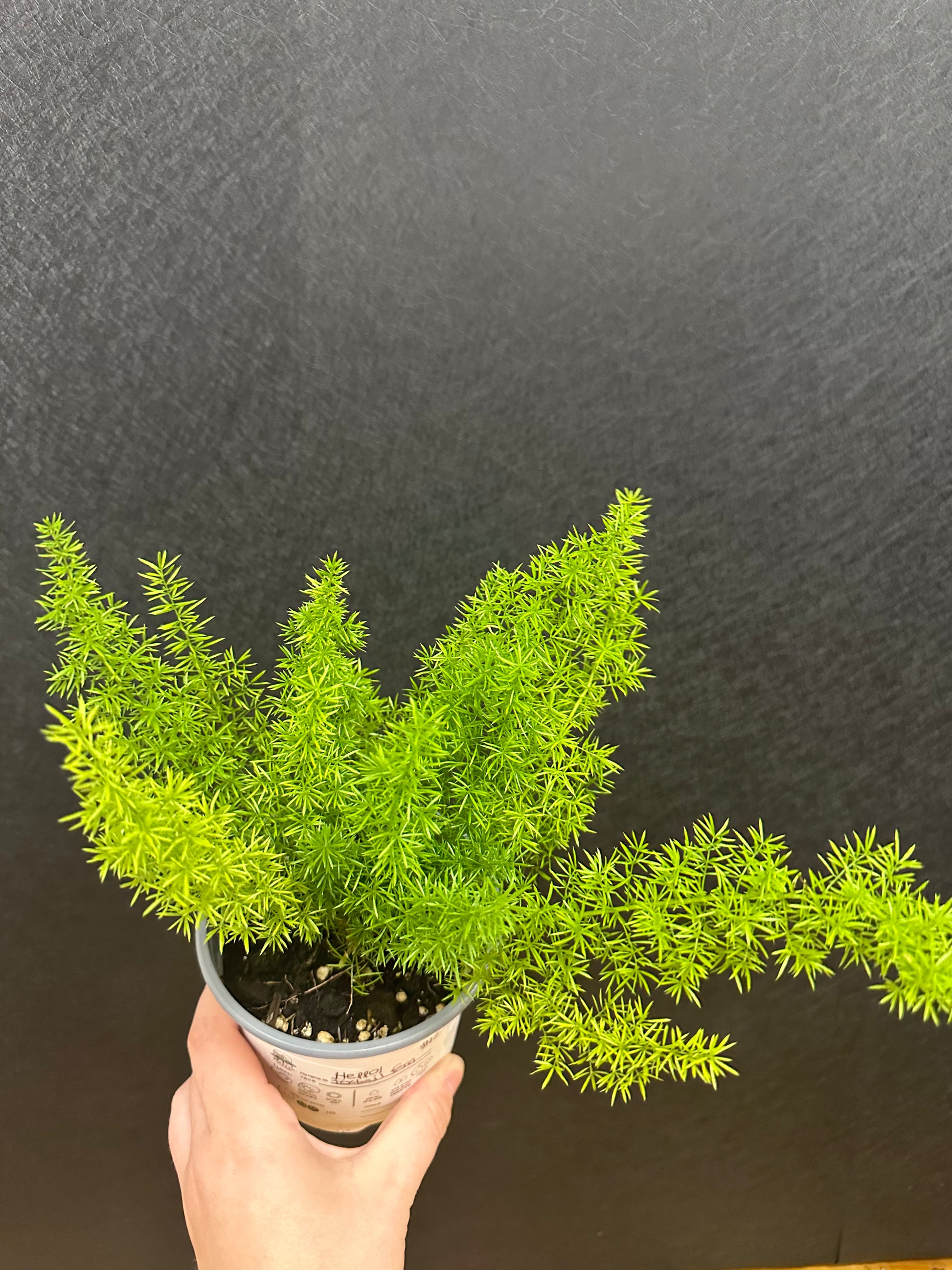 foxtail indoor plant Foxtail Fern 4in – Blossom + Branch Houseplants