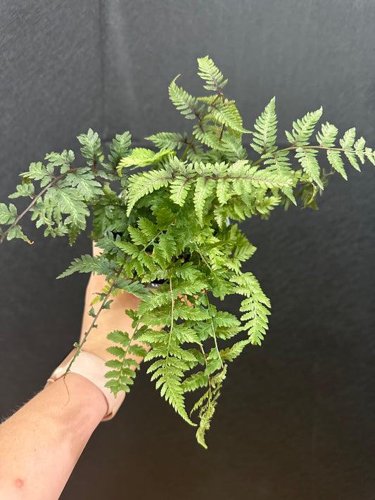 Korean Rock Fern 4in