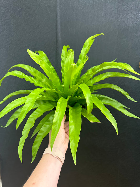 Birds Nest Fern 6in