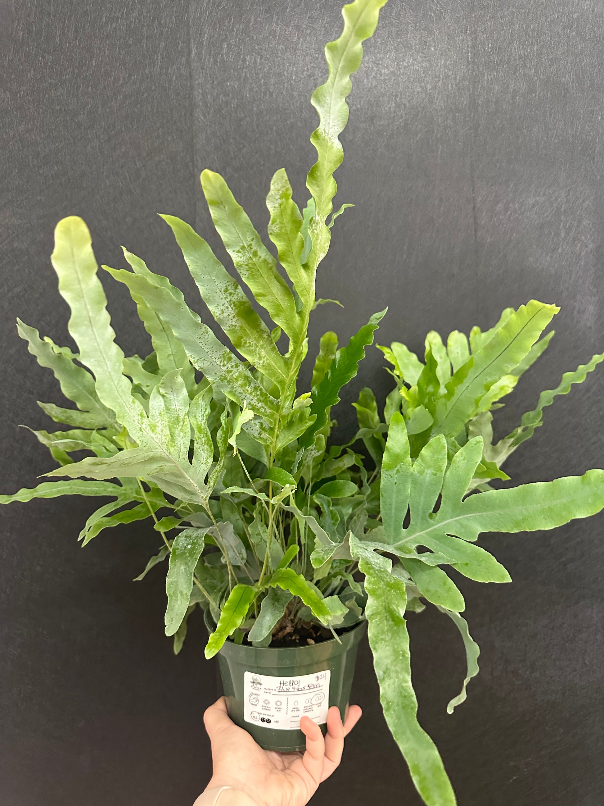 blue star fern houseplant Blue Star Fern 6in