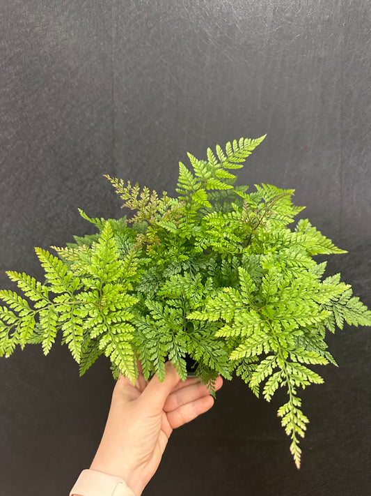 Rabbits Foot Fern 6in