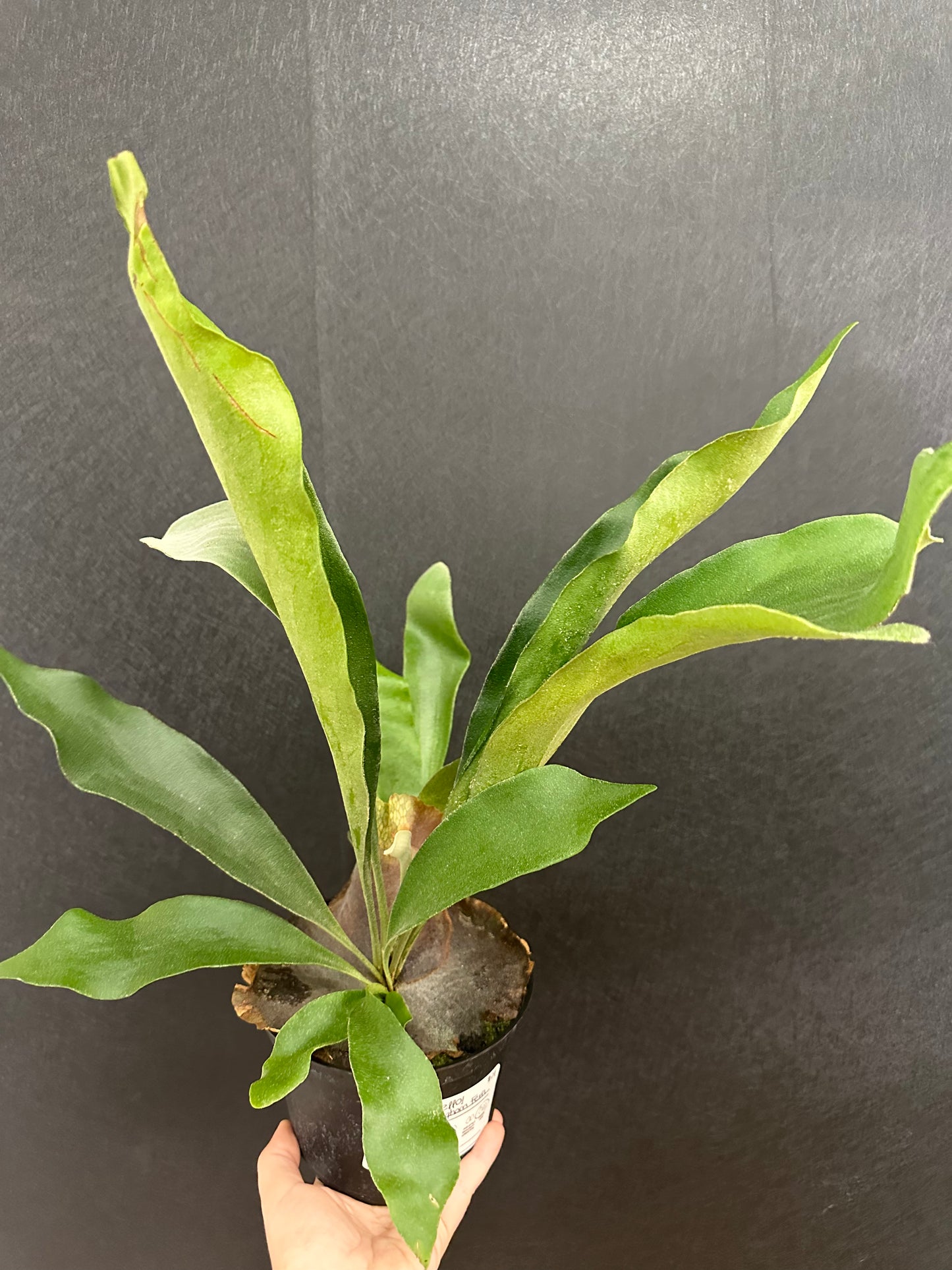 Staghorn Fern 6in