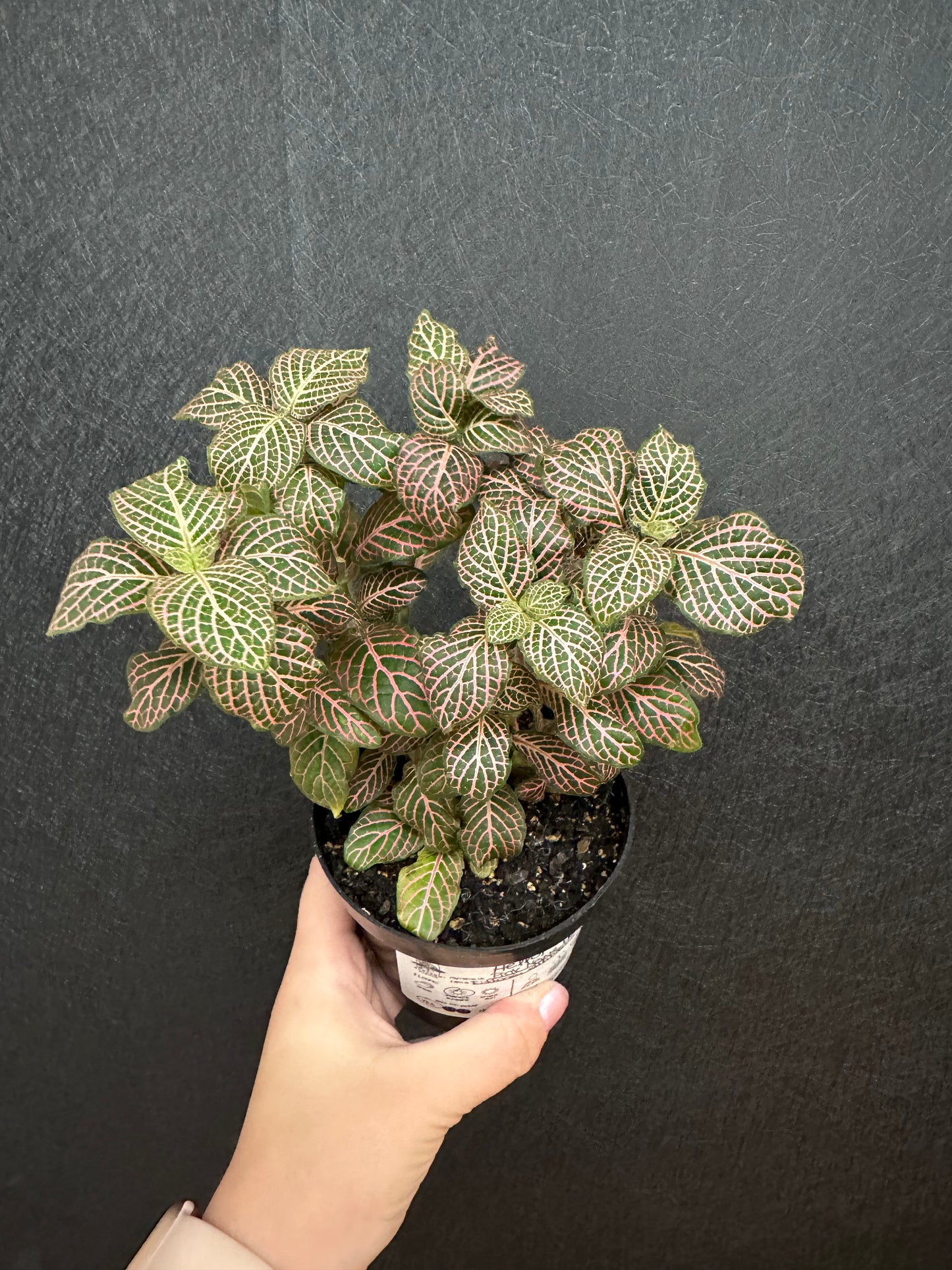 Pink Nerve Plant 4in- Fittonia Albivenis