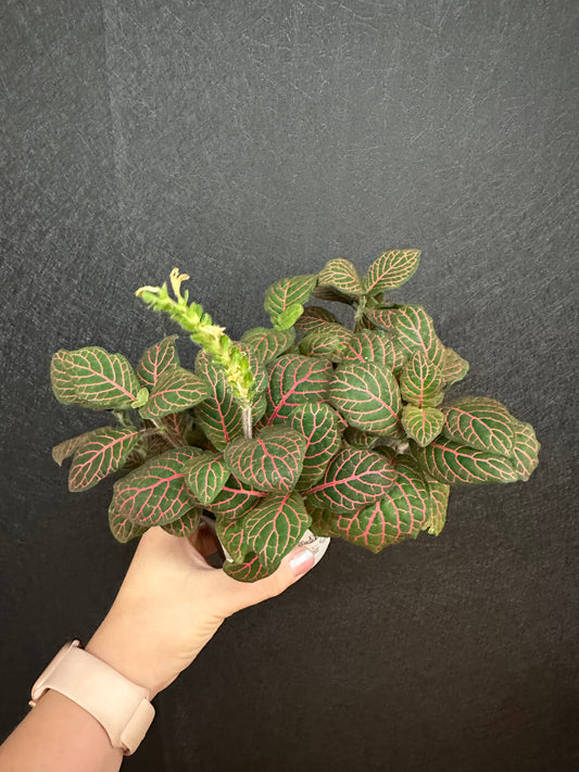 Red Nerve Plant 4in Fittonia Albivenis