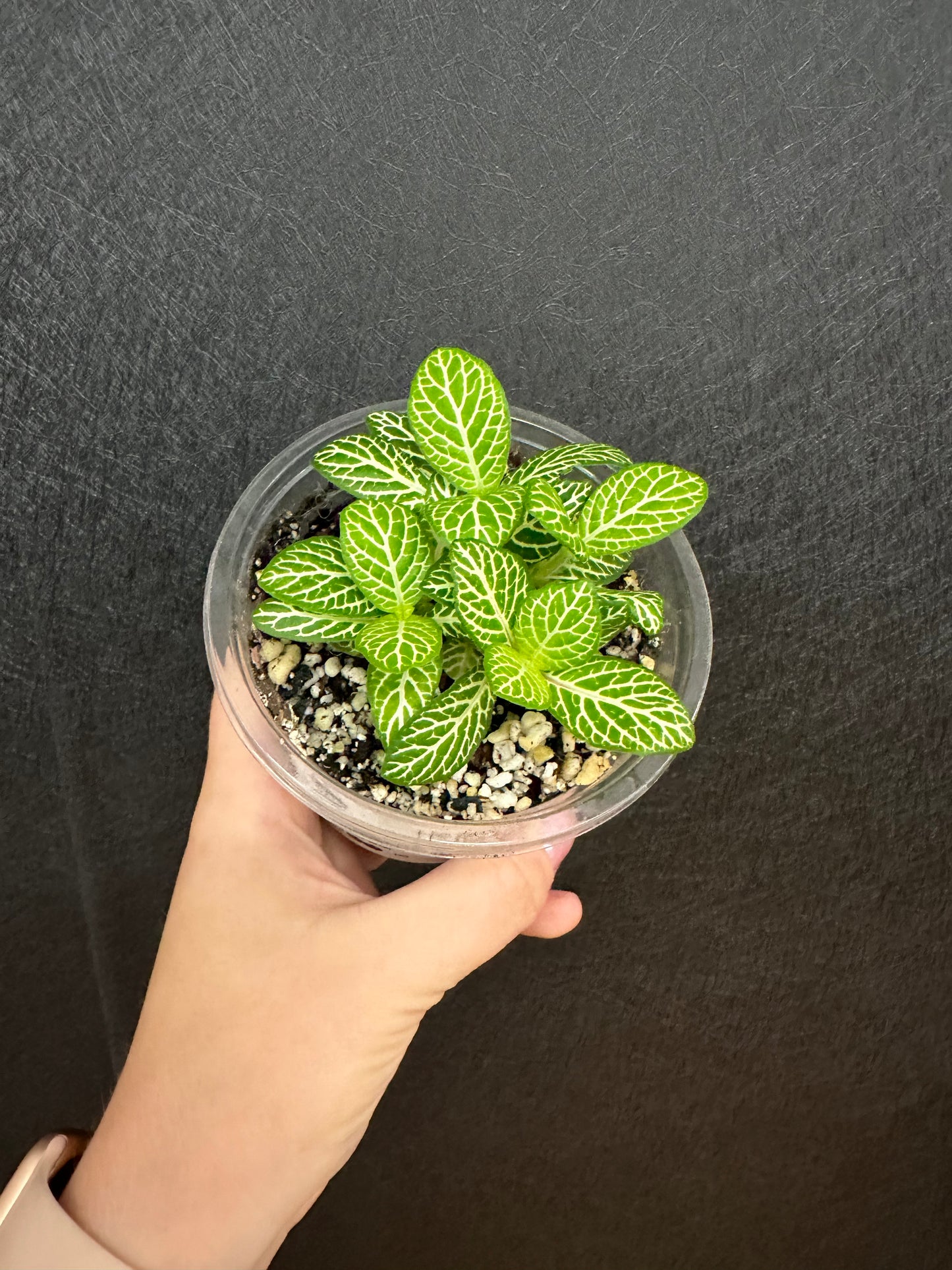 Jolly Lemon Nerve Plant 4in Fittonia Albivenis