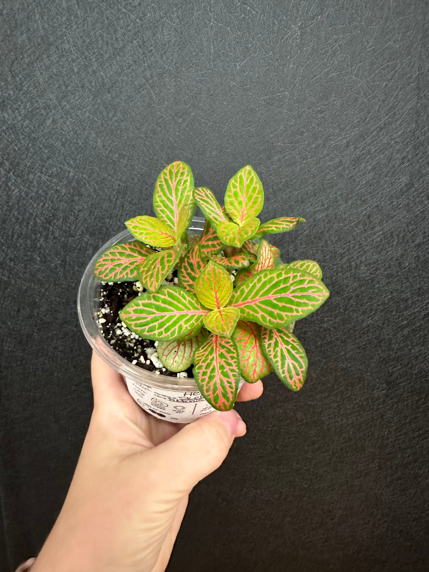 Skeleton Nerve Plant 4in Fittonia Albivenis