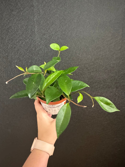 Hoya Krimson Princess 4in