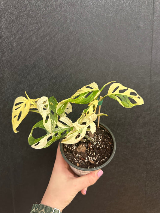 Monstera adansonii ‘Albo’ 4in