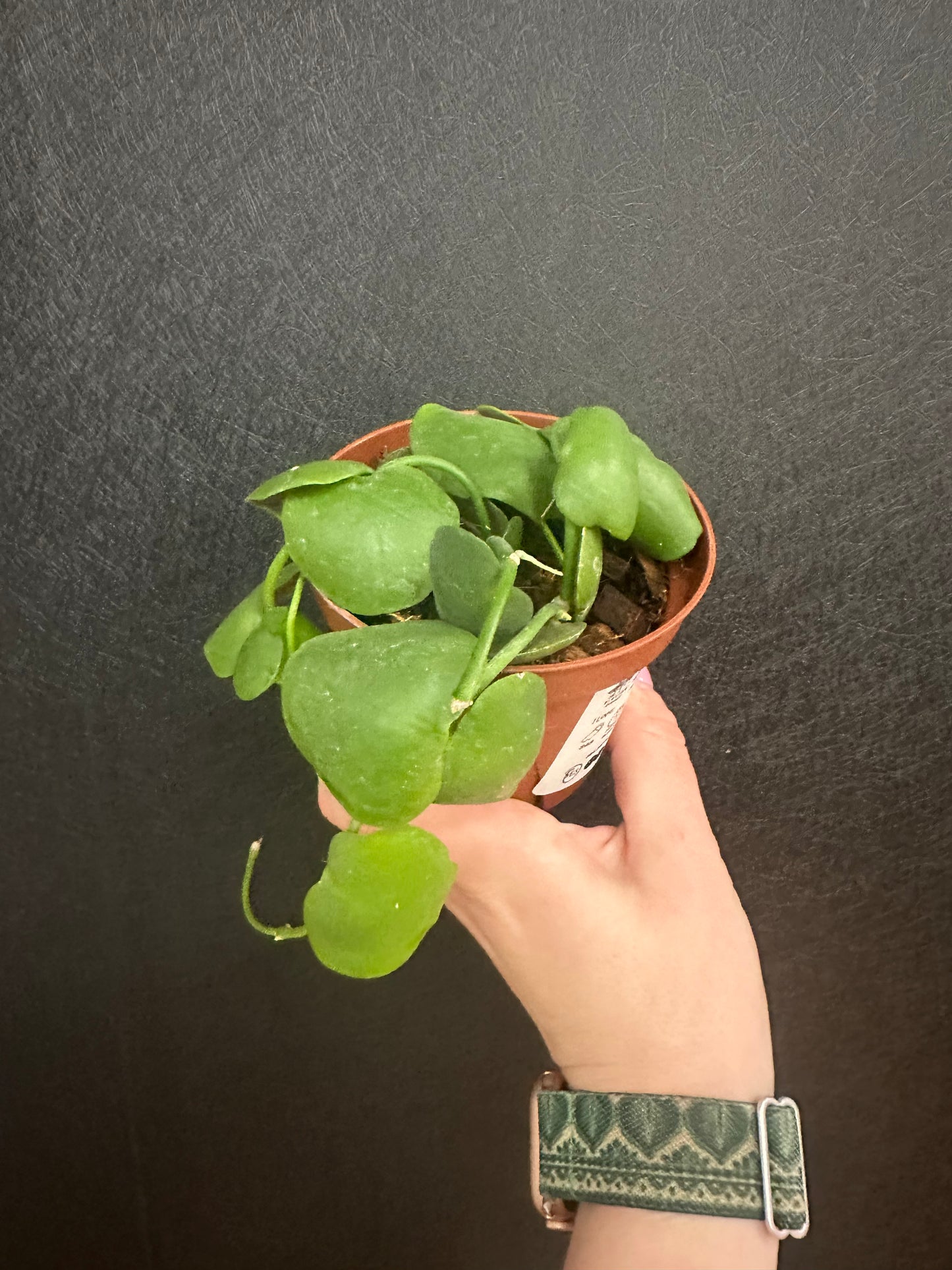 Dischidia Platyphylla 4in