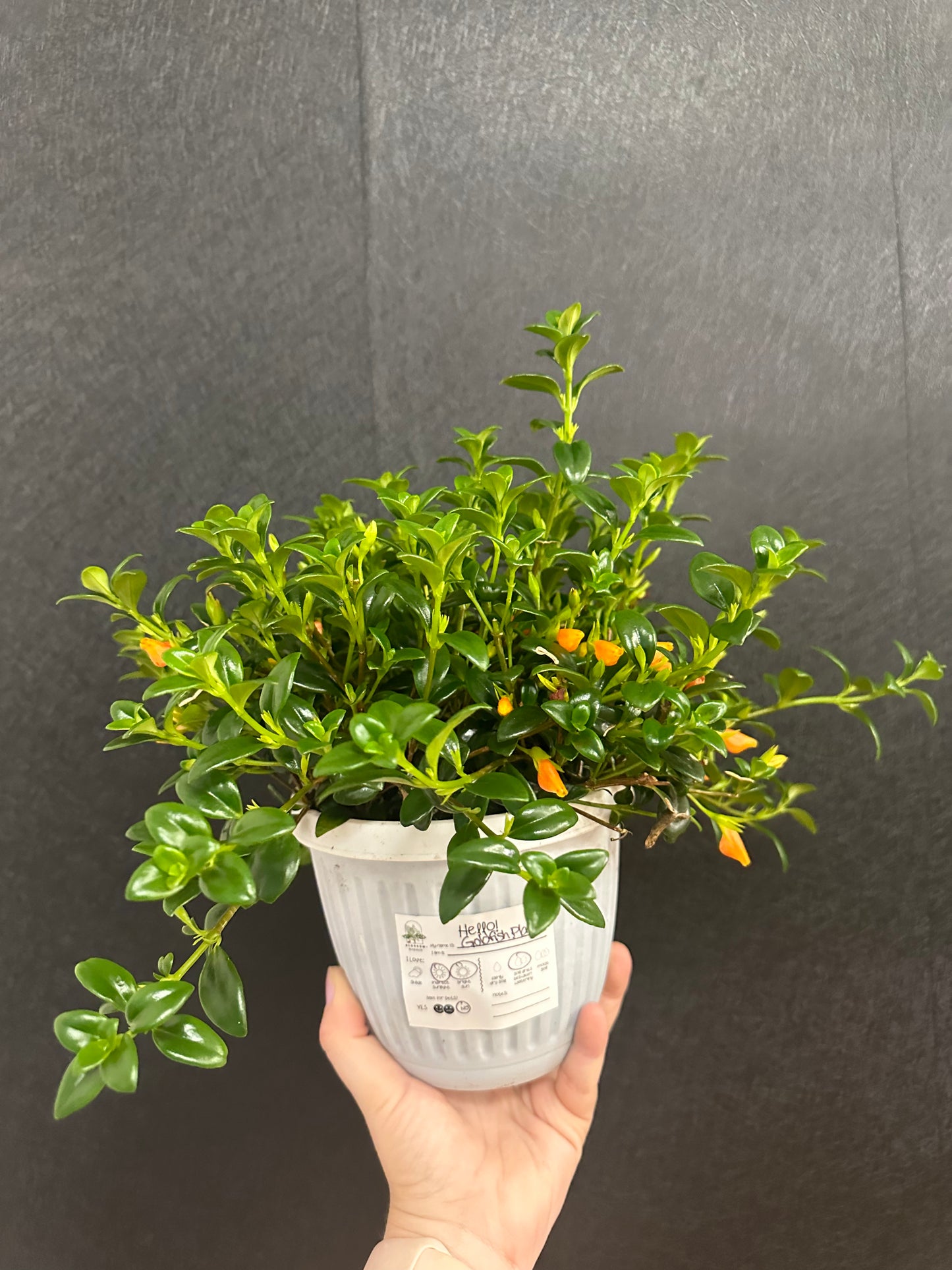 Goldfish Plant 6in