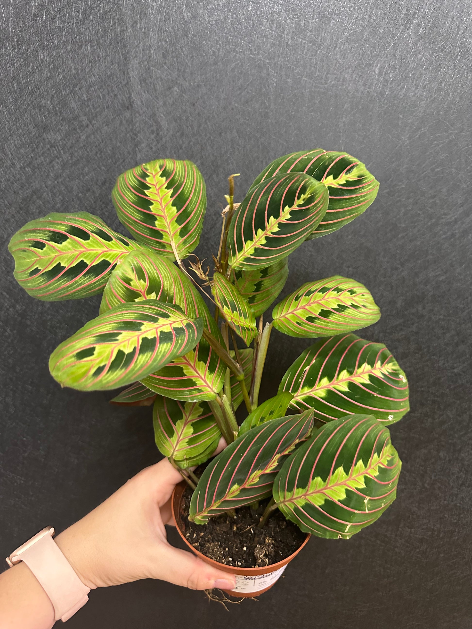 indoor plants with stripes Red Stripe Calathea 4in – Blossom + Branch Houseplants