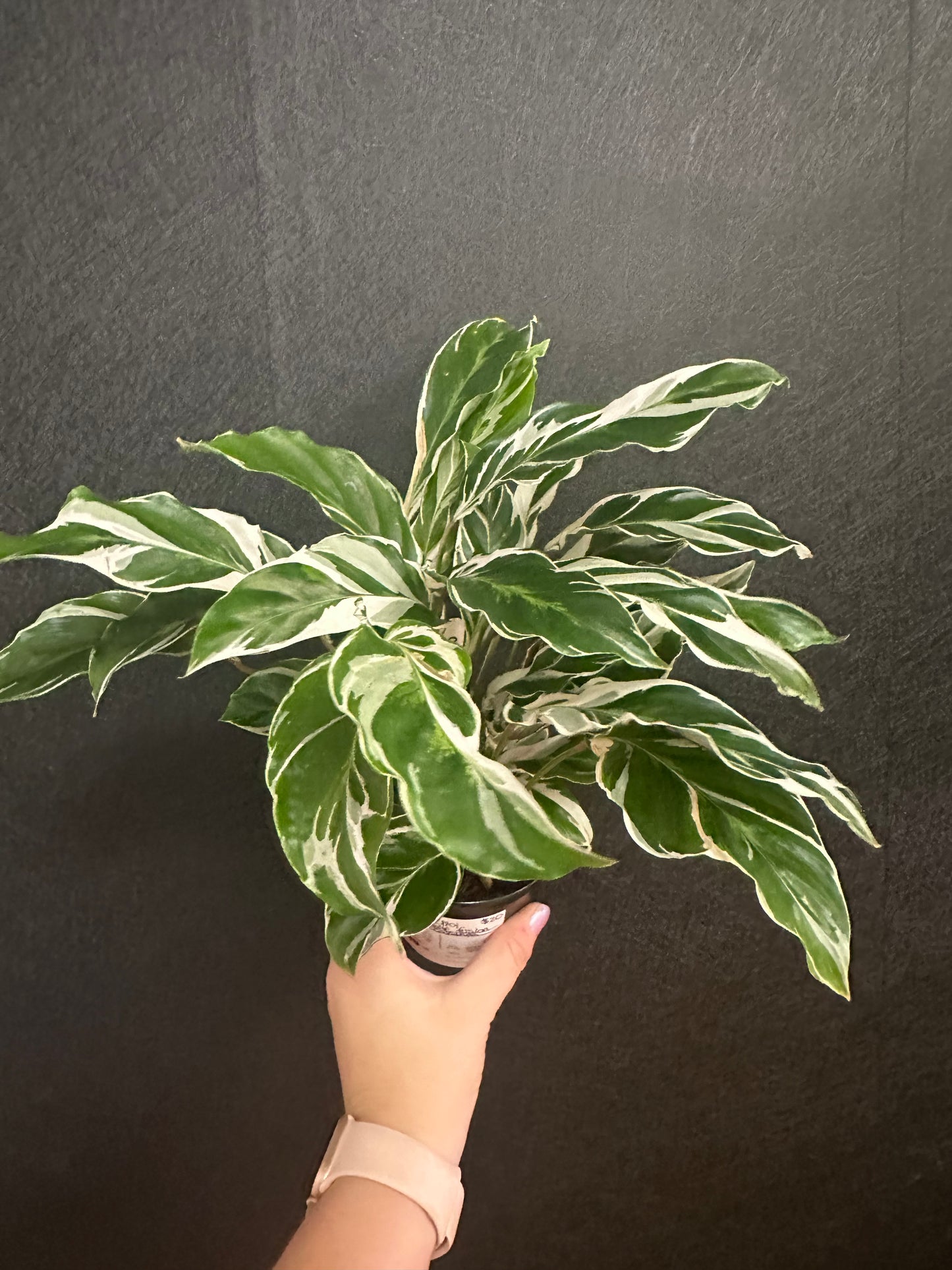 White Fusion Calathea 4in