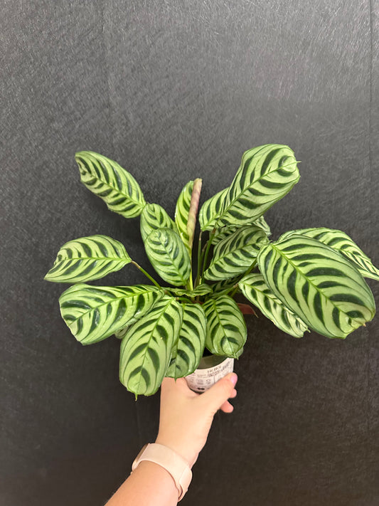 Green Stripe Calathea 4in