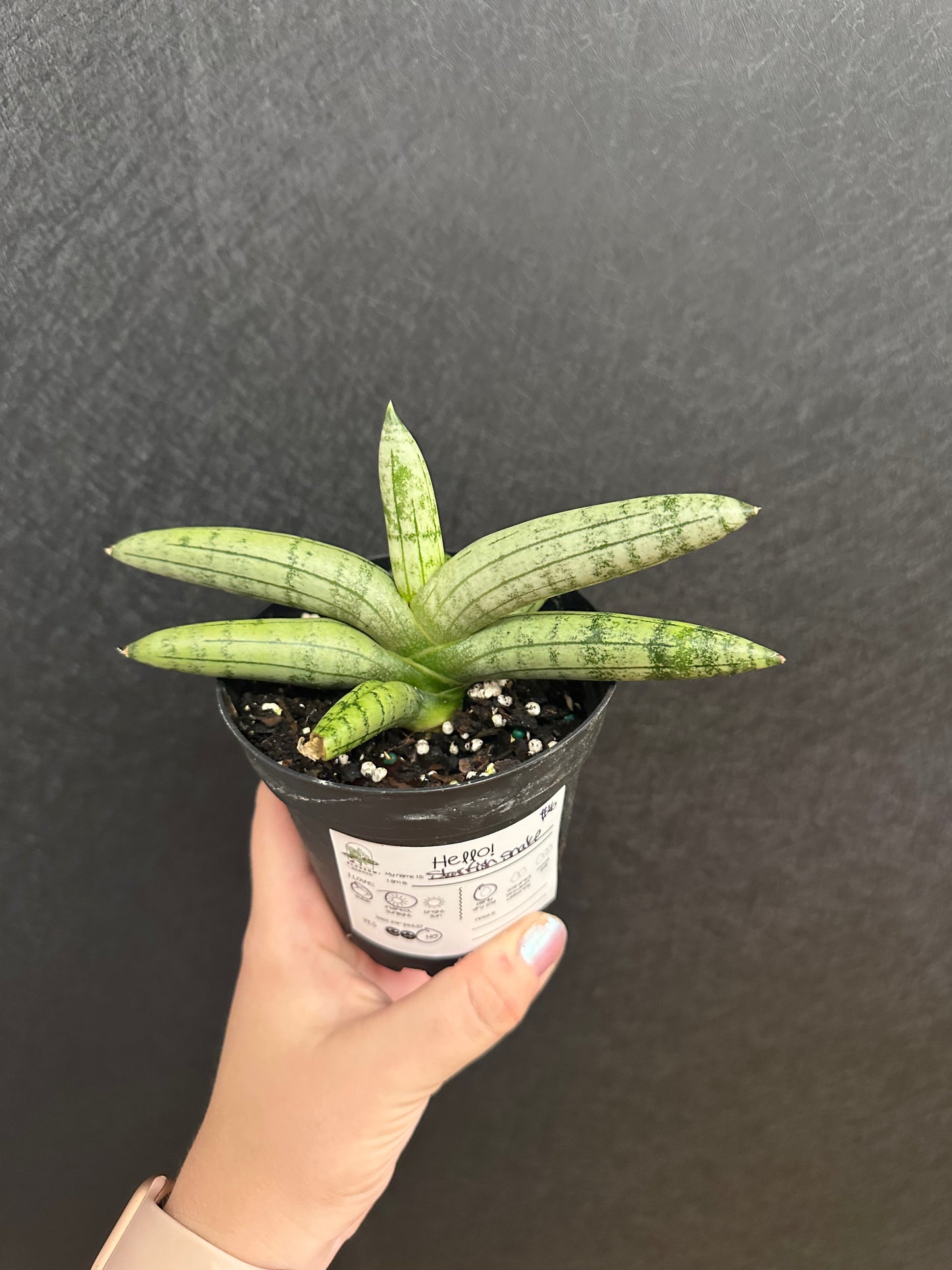 Starfish Snake Plant 4in