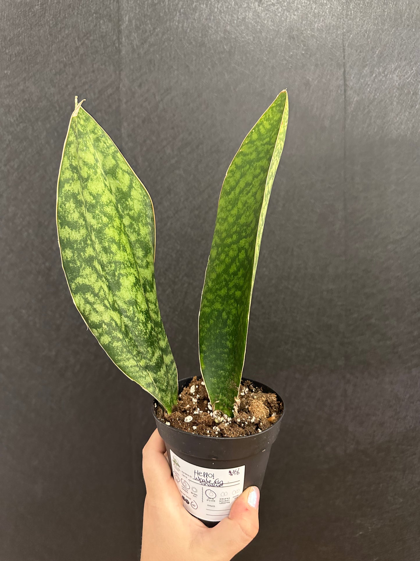 Whale Fin Snake Plant 4in